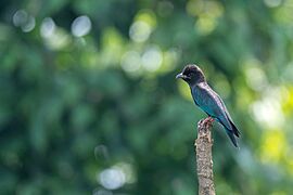 Dollarbird1