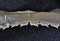 Echinorhinus brucus teeth
