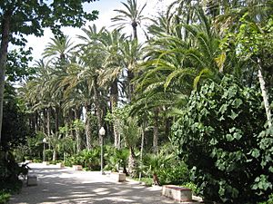 Elche - parque municipal1