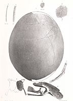 Emeus egg and embryo