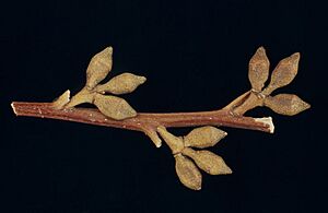 Eucalyptus imlayensis buds
