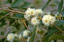 Eucalyptus resinifera flowers