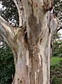Eucalyptus tereticornis - trunk