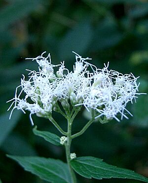 Eupatorium makinoi2