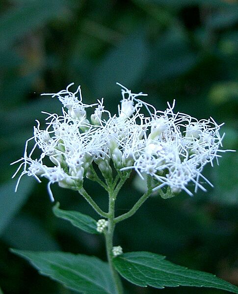 Eupatorium makinoi2