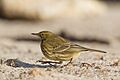 Eurasian Rock Pipit, Helgoland 1