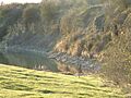 Finedon Top Lodge Quarry 4