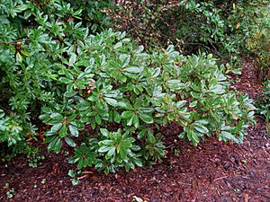 Flickr - brewbooks - Quercus sadleriana (Deer Oak).jpg