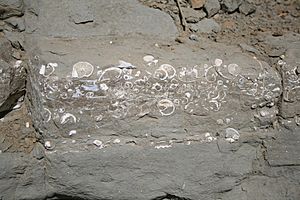 Fossils in a beach wall