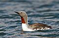 Gavia stellata -Iceland -swimming-8
