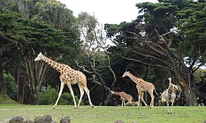 Giraffa camelopardalis reticulata - San Francisco Zoo - San Francisco, CA - DSC03851.jpg