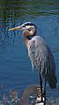 Great Blue Heron at Sunnyvale California
