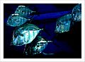 Greater Cleveland Aquarium fish