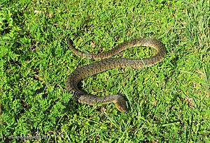 Green Water Snake, (Nerodia cyclopion) Florida