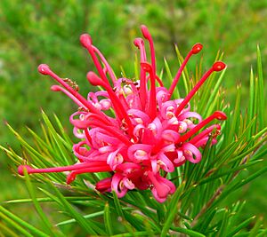 Grevillea Canberra Gem