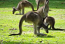 Group of Macropus fuliginosus Darling Range 05010