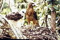Guaragüao de bosque, Puerto Rican Broad-winged Hawk, Buteo platypterus brunnescens