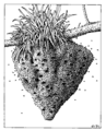 HYME Vespidae Vespula germanica nest