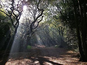 Hainault Forest Geograph-273877-by-sarah-white