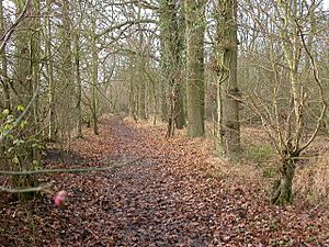 Hanger Wood - geograph.org.uk - 106678.jpg