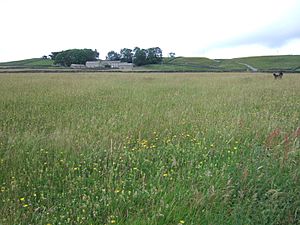 Hannah's meadow, Baldersdale