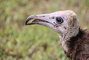 Head of a vulture in the Gambia