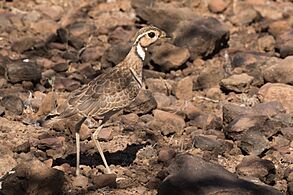 Heuglin's courser (Rhinoptilus cinctus emini) female