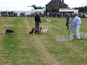 Highland games dog herding 1