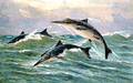Ichthyosaur hharder