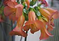 Kalanchoe tubiflora01