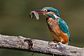 Kingfisher eating a tadpole
