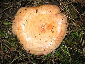 Lactarius deliciosus rafax