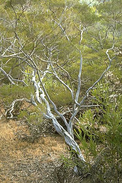 Leptospermum purpurascens habit