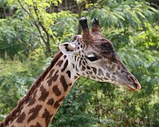 Maasai Giraffe 07