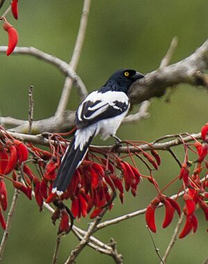 Magpie Tanager - Manu NP - Perù 8577 (22954466240).jpg