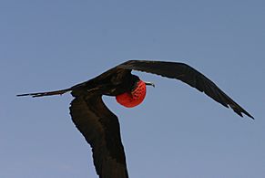 Male greater frigate bird in flight