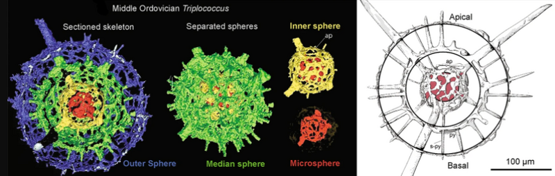 Micro-CT model of radiolarian, Triplococcus acanthicus