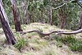 Mount Royal - eucalytus forest 2