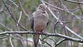 Mourning Dove