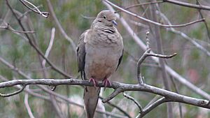 Mourning Dove