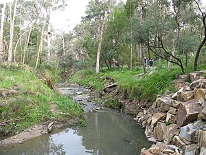 Mullum Mullum Creek through Yarran Dheran.JPG