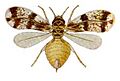 Neomaskellia bergii from CSIRO