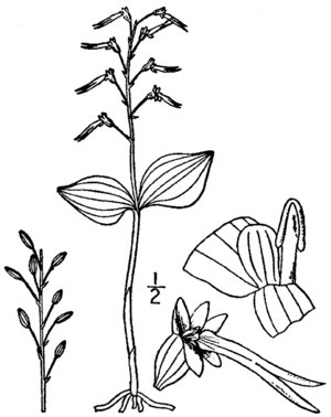 Neottia bifolia (as Ophrys australis) BB-1913.png