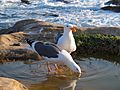 NorCal2018 Western gull at Point Lobos Monterey County S0290070
