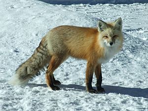 North American Red Fox