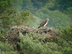 Osprey (Pandion haliaetus) on nest, Loch of the Lowes - geograph.org.uk - 80123