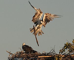 Pandion haliaetus -Belize -building nest-8