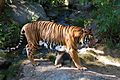 Panthera tigris corbetti 090901