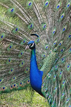 Peafowl Facts for Kids