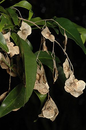 Pentaceras australe fruit